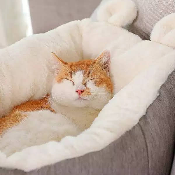 Teal Zeus plush gray and white cat bed sleeping bag with faux fur lining and ear detail holding relaxed orange and white cat